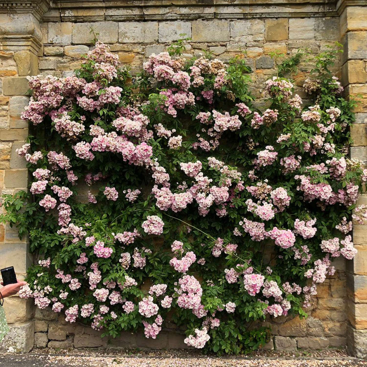 Ramblerrose 'Apple Blossom'