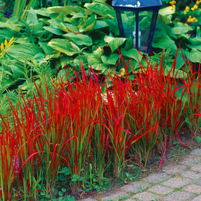 Alang-Gras 'Red Baron' - Japanisches Blutgras