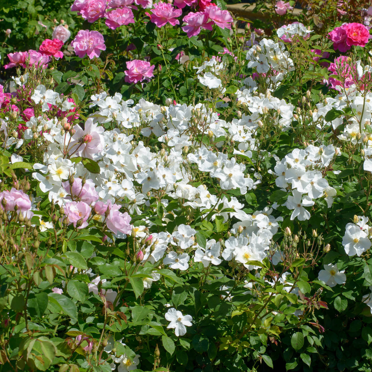 David Austin-Rose 'Kew Gardens®'
