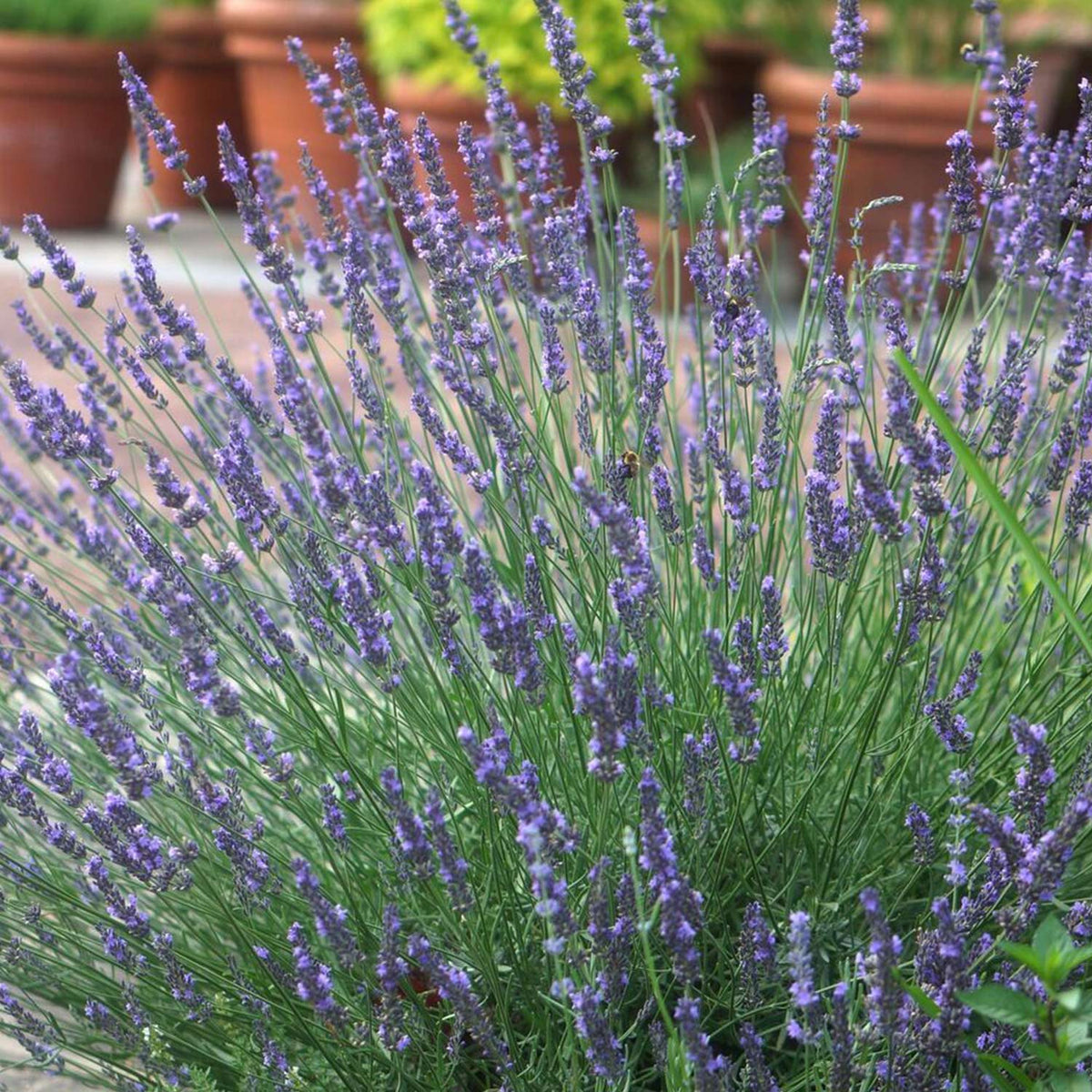 Lavendel 'Phenomenal (Niko)'