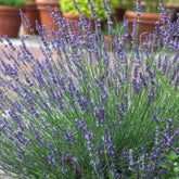 Lavendel 'Phenomenal (Niko)'