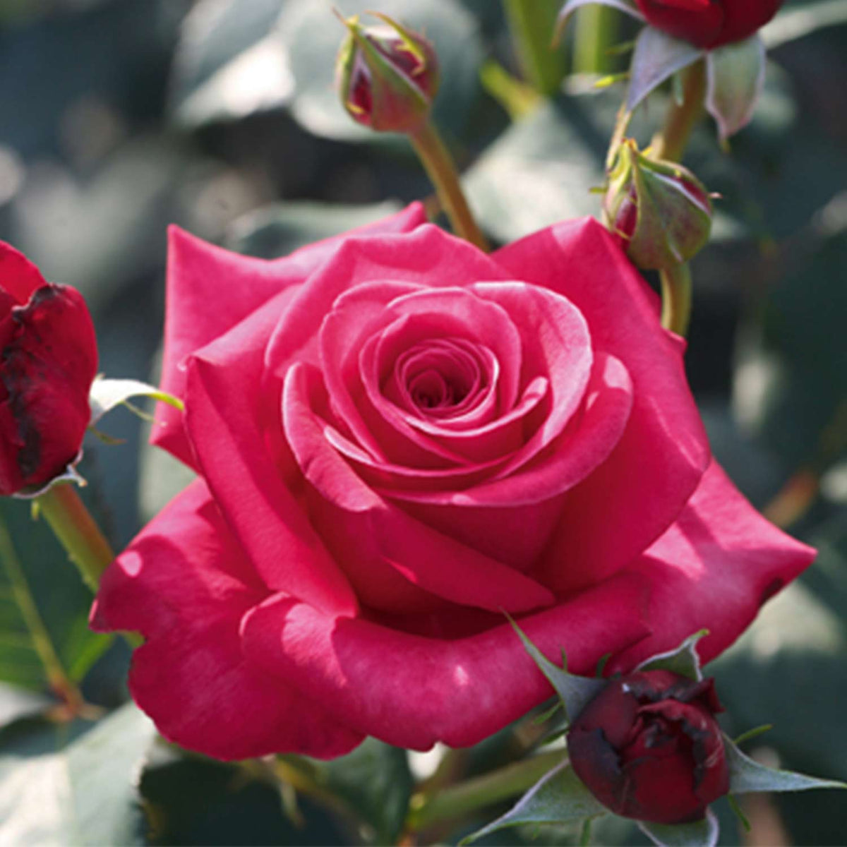 Edelrose 'Charisma' - ADR-Rose