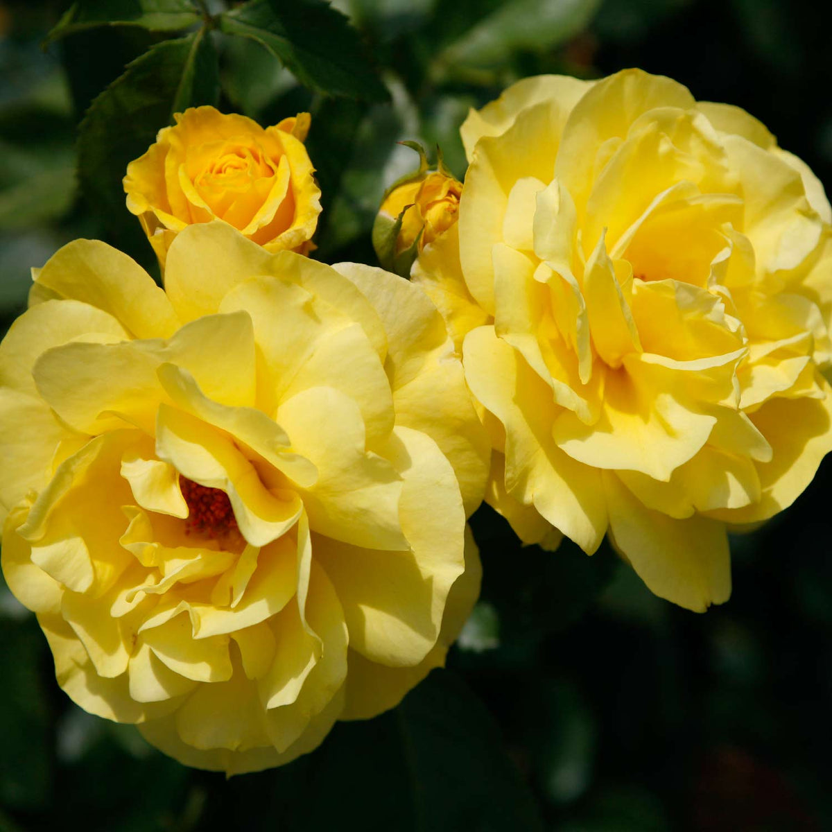 Beetrose 'Friesia®' - ADR-Rose