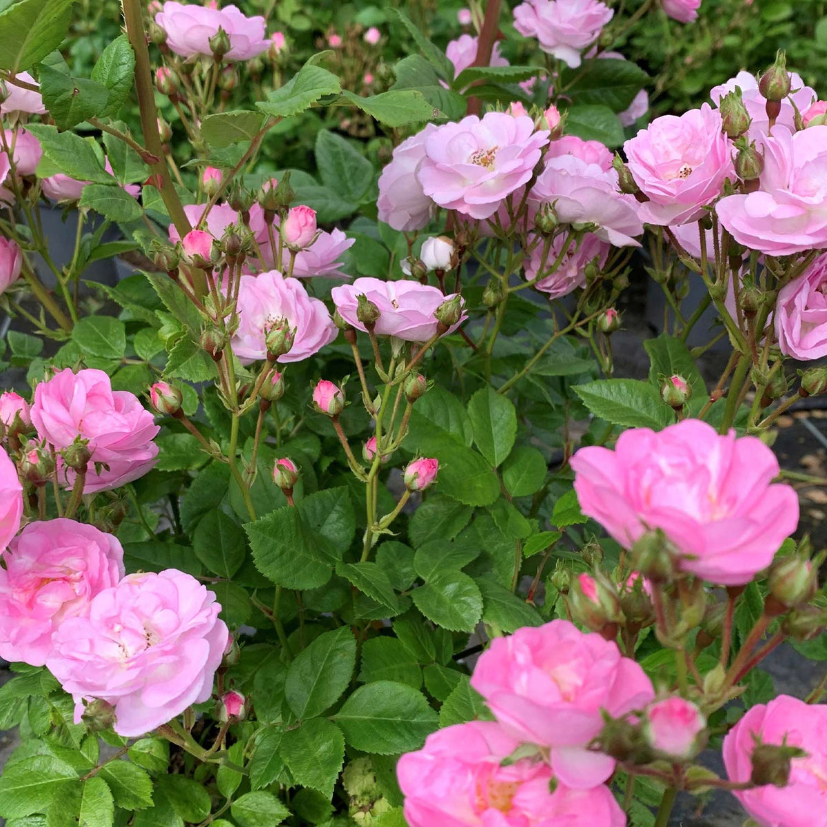 Ramblerrose 'Perennial Blush'