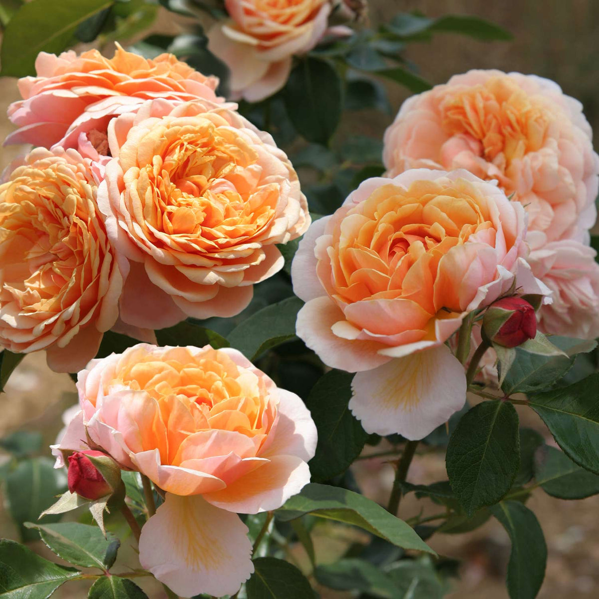 Rose 'Parfum d'Orleans'