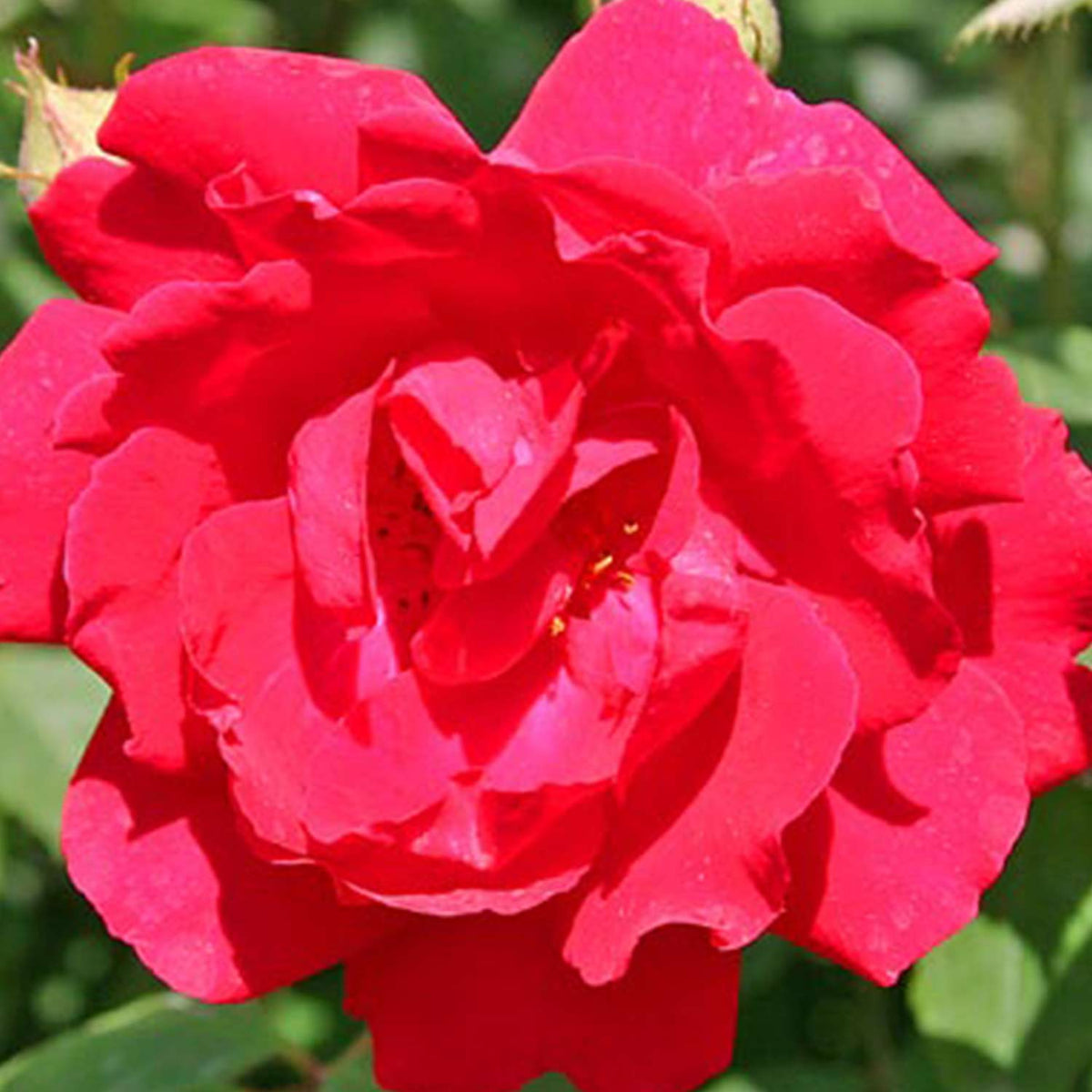 Ramblerrose 'Paul´s Scarlet Climber'
