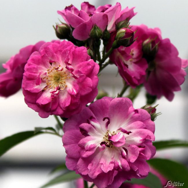 Ramblerrose 'Perennial Blue' - ADR-Rose