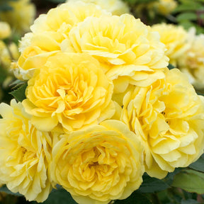 Beetrose 'Yellow Meilove®' - ADR-Rose