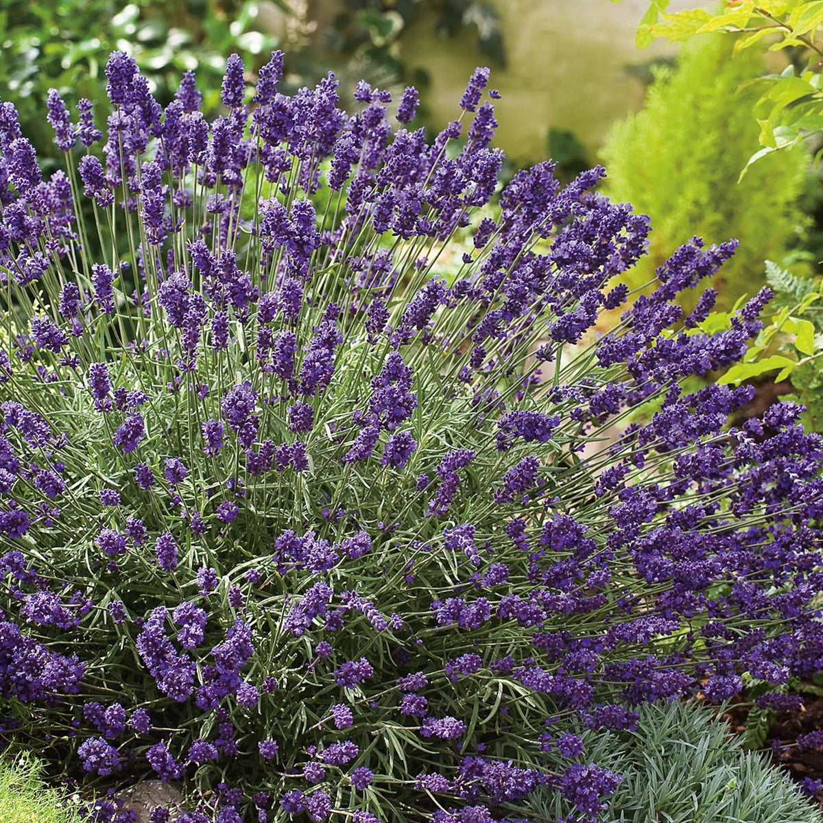 Lavendel 'Hidcote Blue'