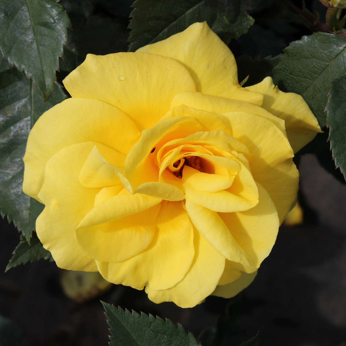 Beetrose 'Friesia®' - ADR-Rose