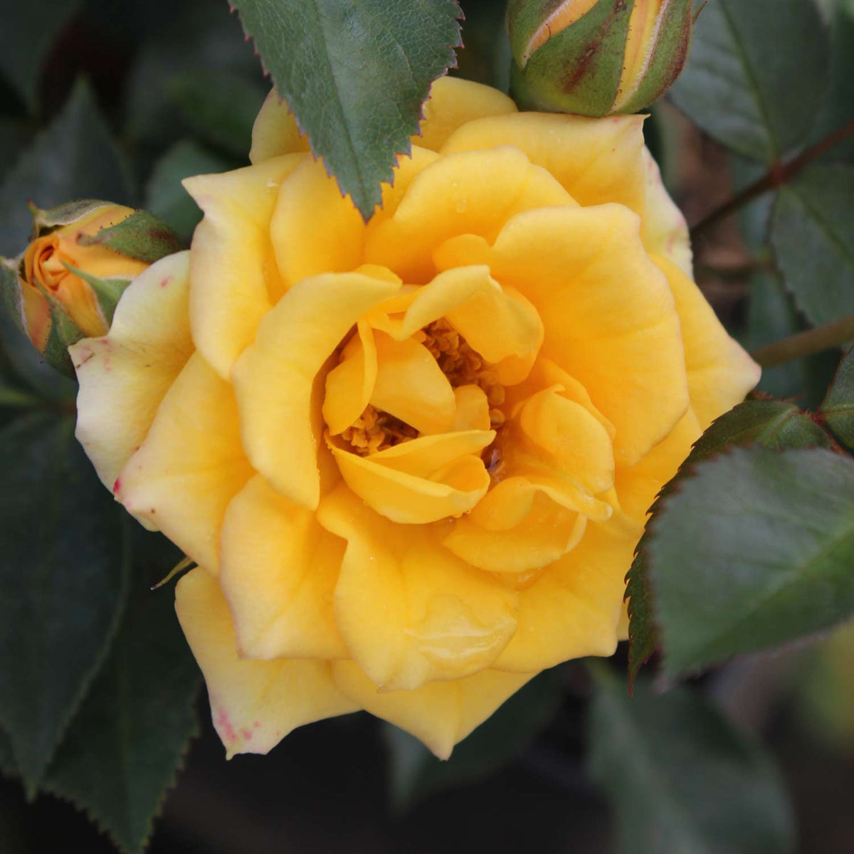 Rose 'Yellow Clementine'