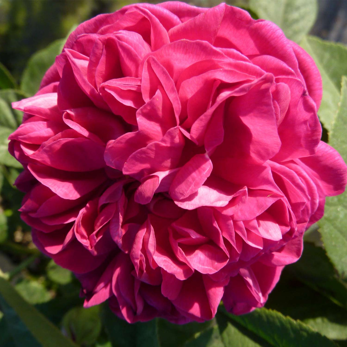 Stammrose 'Rose de Resht®' - 90 cm Stamm