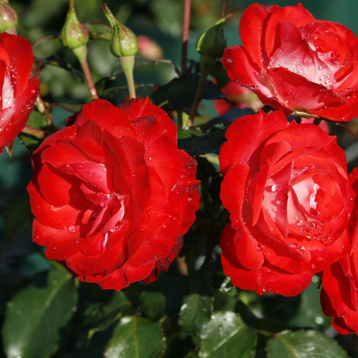 Beetrose 'Planten un Blomen®' - ADR-Rose