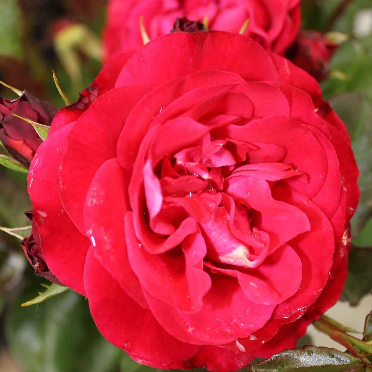 Beetrose 'Rouge Meilove®' ADR-Rose