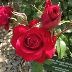 Beetrose 'Rouge Meilove®' ADR-Rose