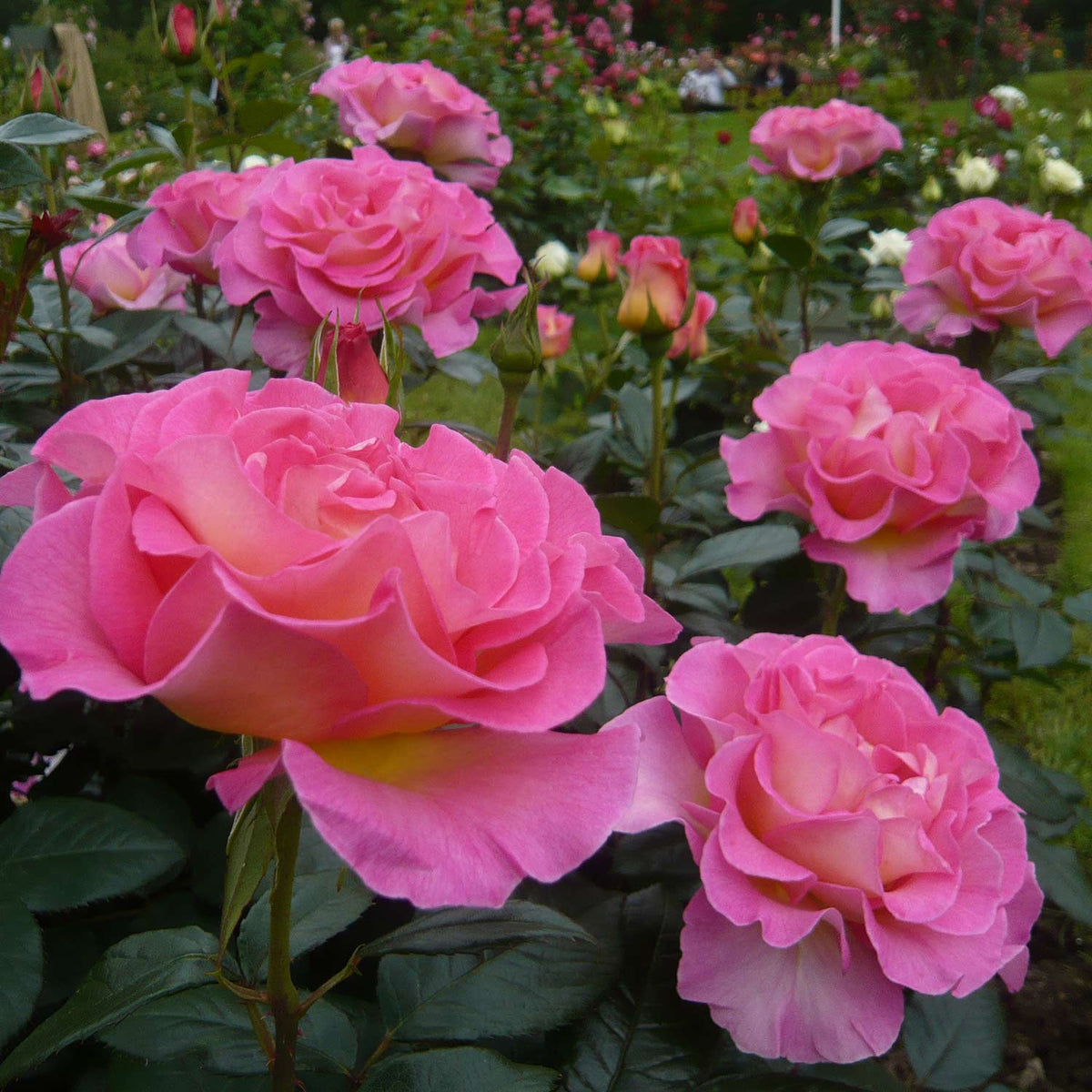 Parfümrose 'Pink Paradise' - ADR Rose