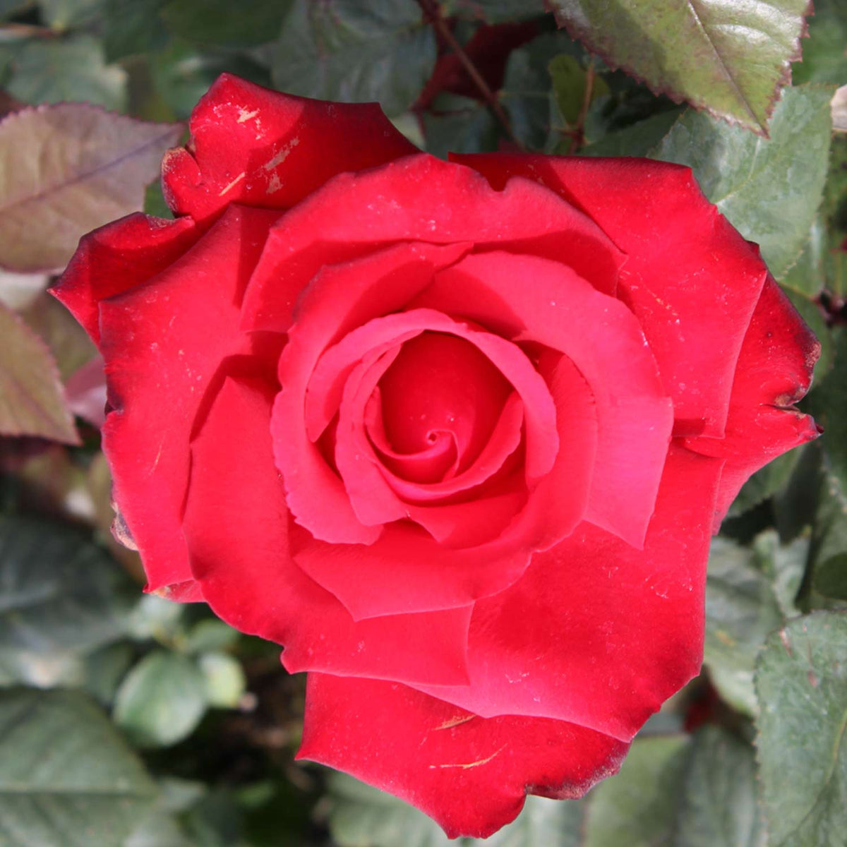 Edelrose 'Grande Amore®' - ADR-Rose