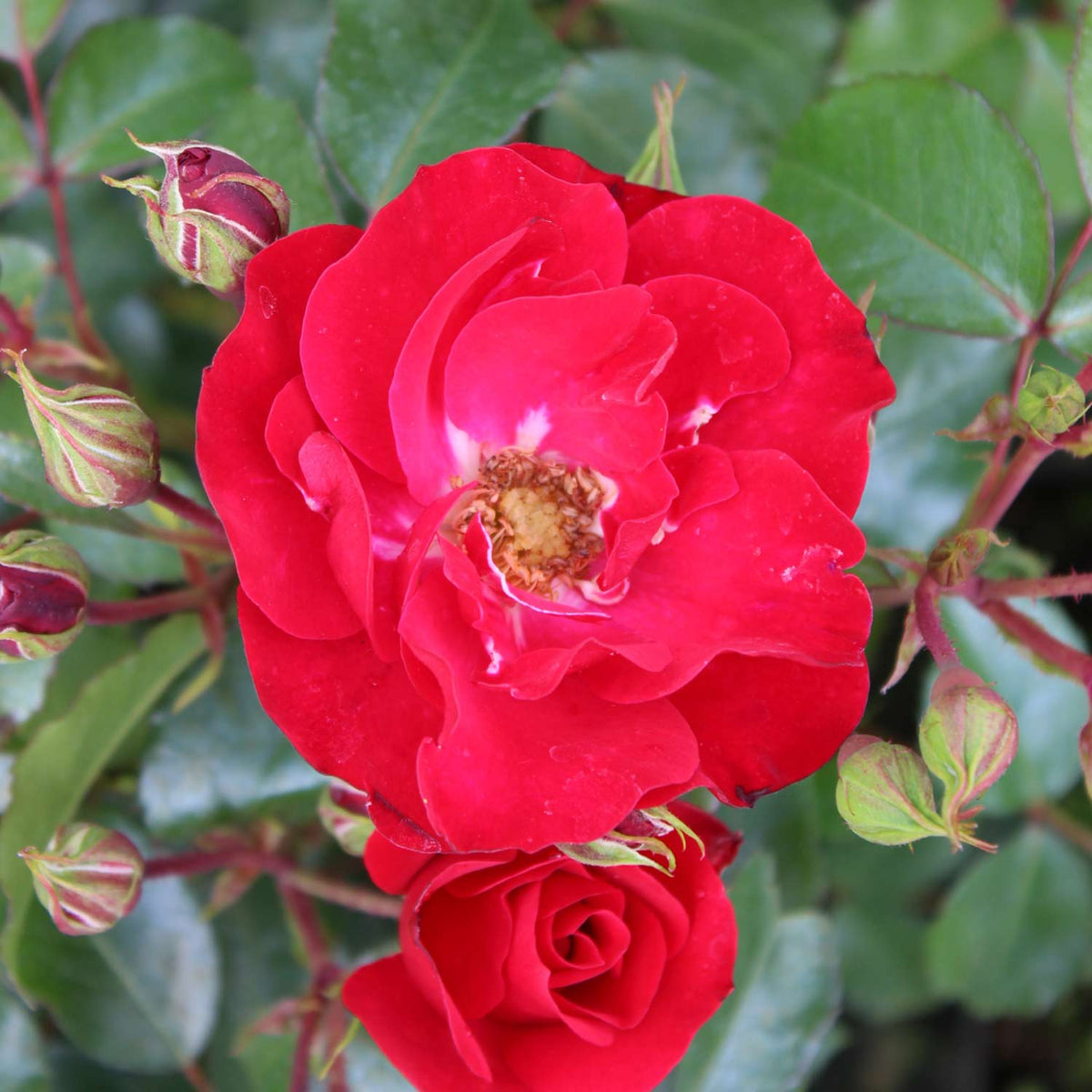 Beetrose 'Rotilia®' - ADR Rose