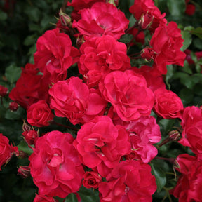 Beetrose 'Rotilia®' - ADR Rose