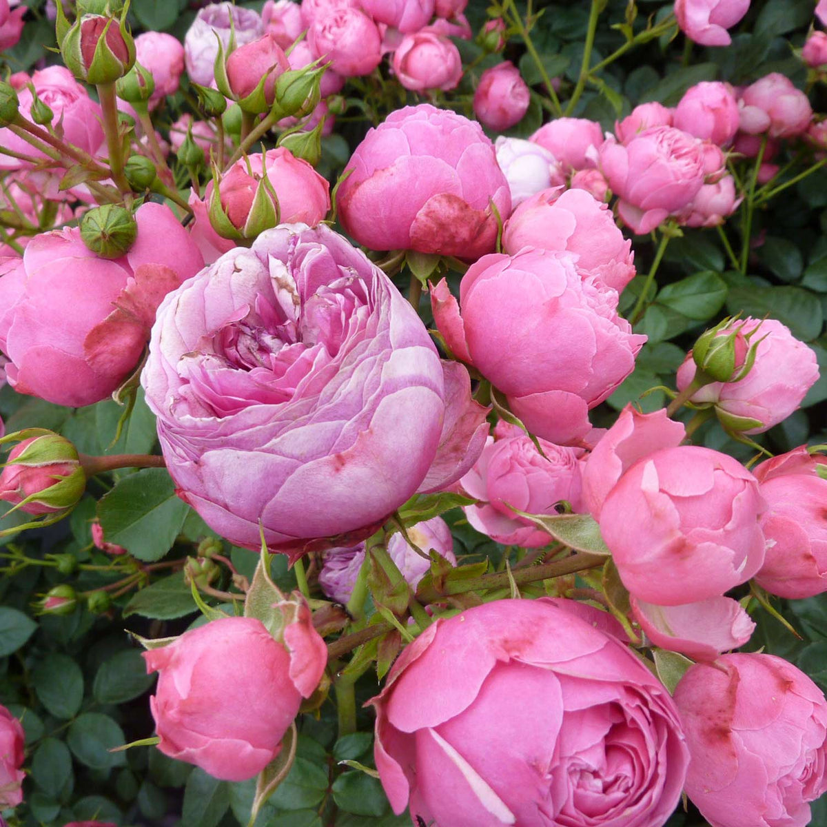 Nostalgische Rose 'Pomponella®' - ADR-Rose