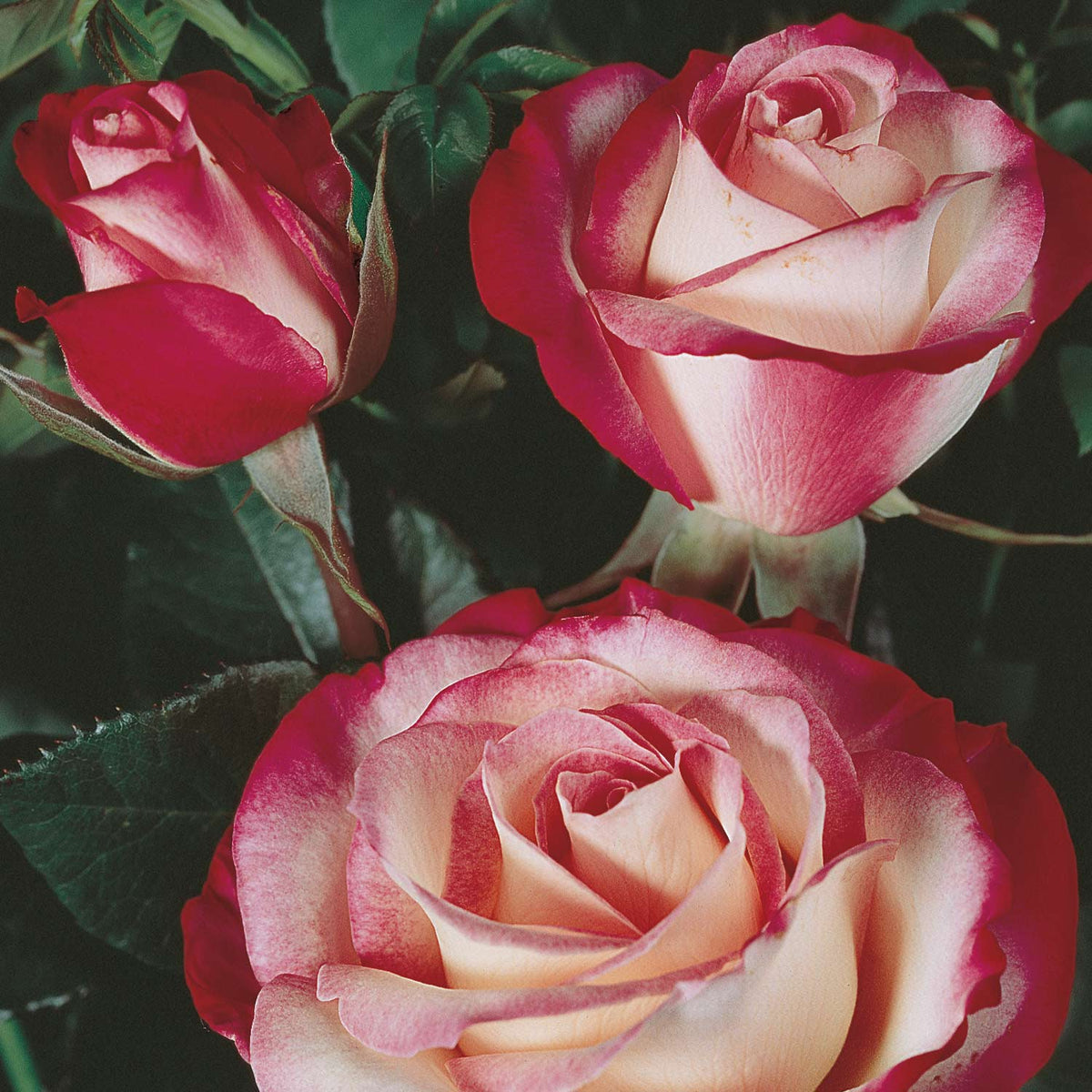 Nostalgische Edelrose 'Maxim®' - ADR Rose