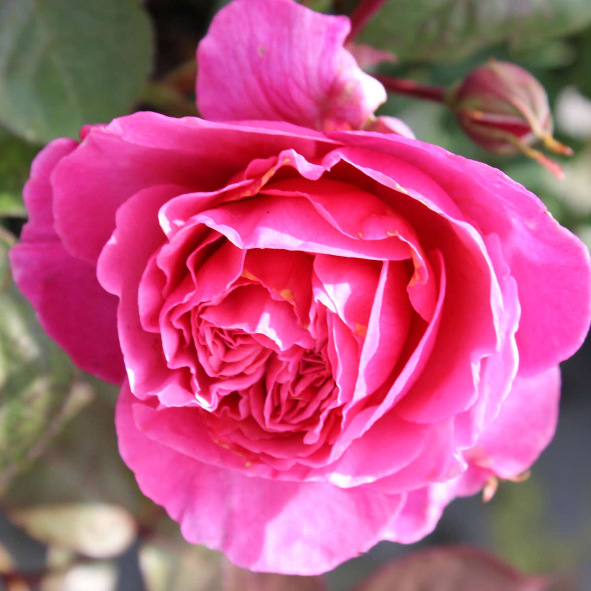 Nostalgische Rose 'Elbflorenz®' - ADR-Rose