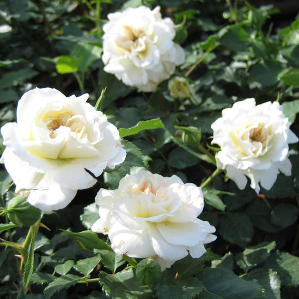 Beetrose 'Petticoat®' - ADR-Rose