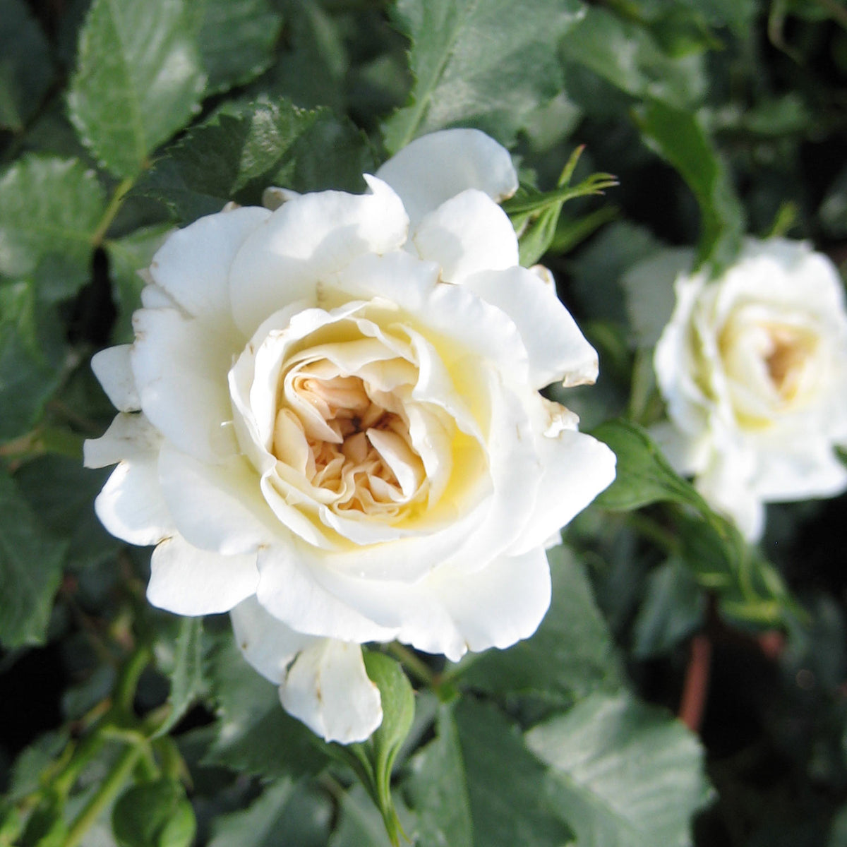 Beetrose 'Petticoat®' - ADR-Rose