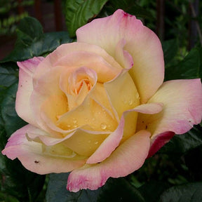 Beetrose 'Rose der Hoffnung®'