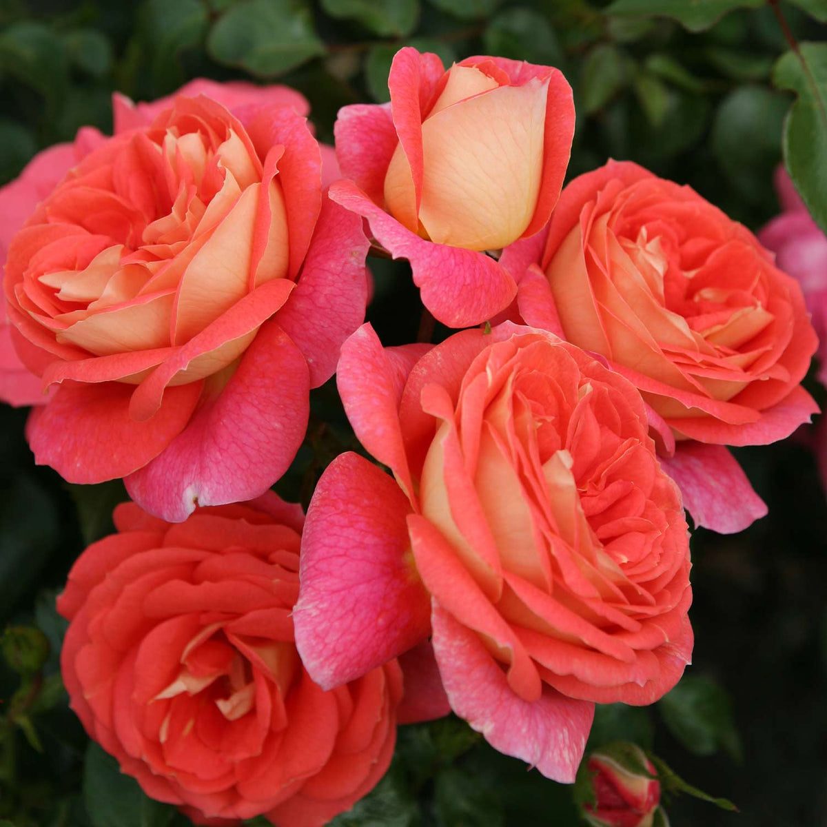 Beetrose 'Sommersonne®'  ADR-Rose