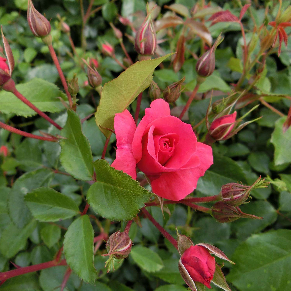 Beetrose 'Bad Birnbach®' ADR-Rose