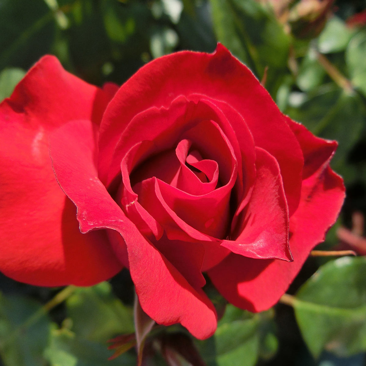 Beetrose 'La Sevillana®' ADR-Rose