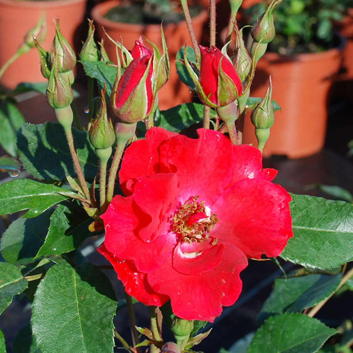 Beetrose 'La Sevillana®' ADR-Rose