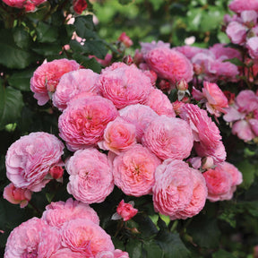 Essbare Rose 'Theo Clevers®'