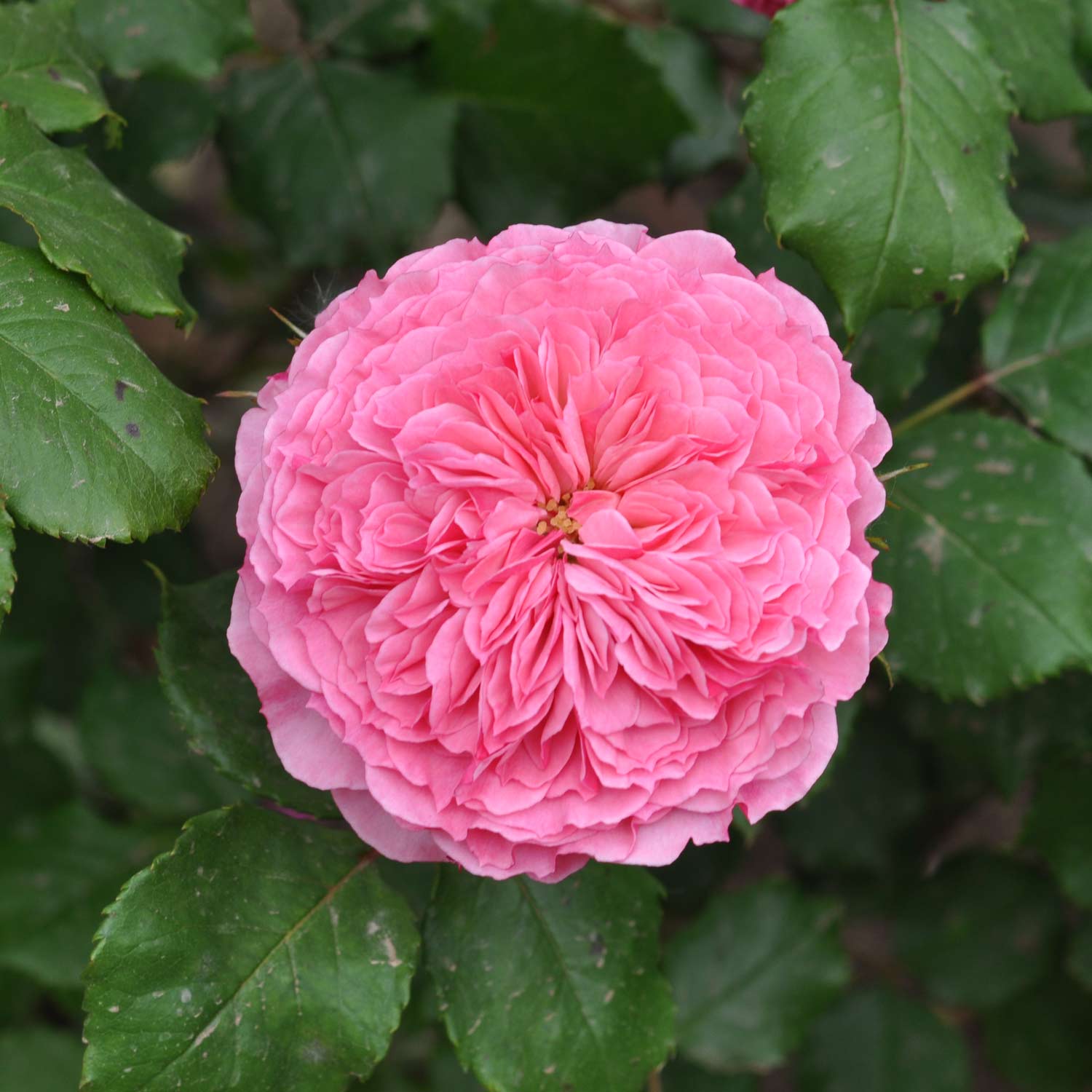 Essbare Rose 'Theo Clevers®'