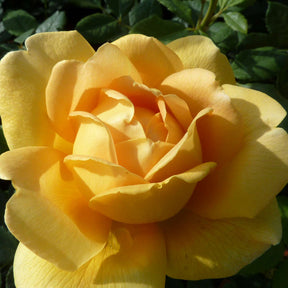 David Austin-Rose 'Golden Celebration®' - AGM-Rose
