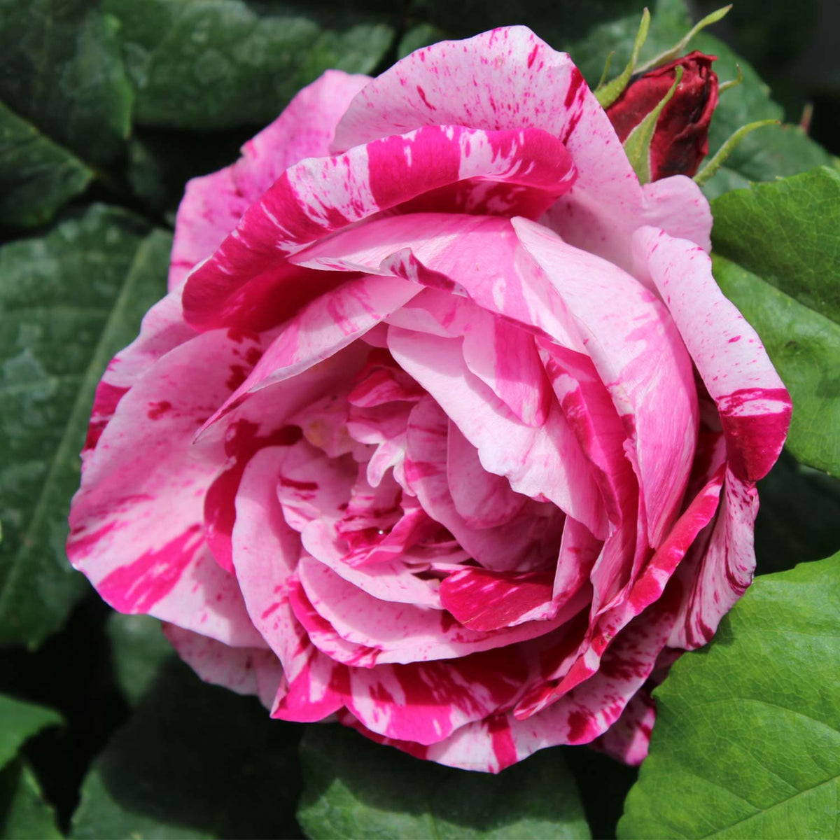 Historische Rose 'Ferdinand Pichard'