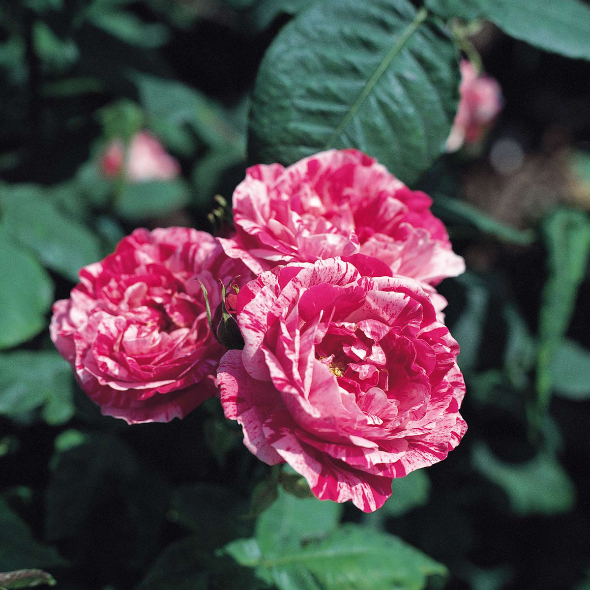Historische Rose 'Ferdinand Pichard'