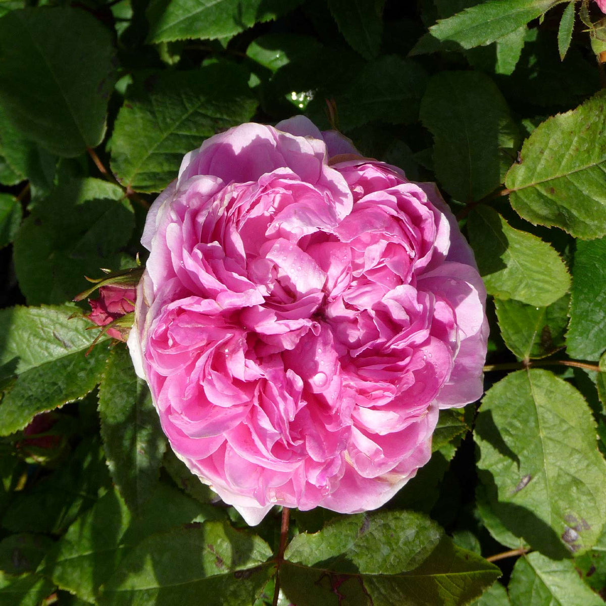 Historische Rose 'Jacques Cartier'