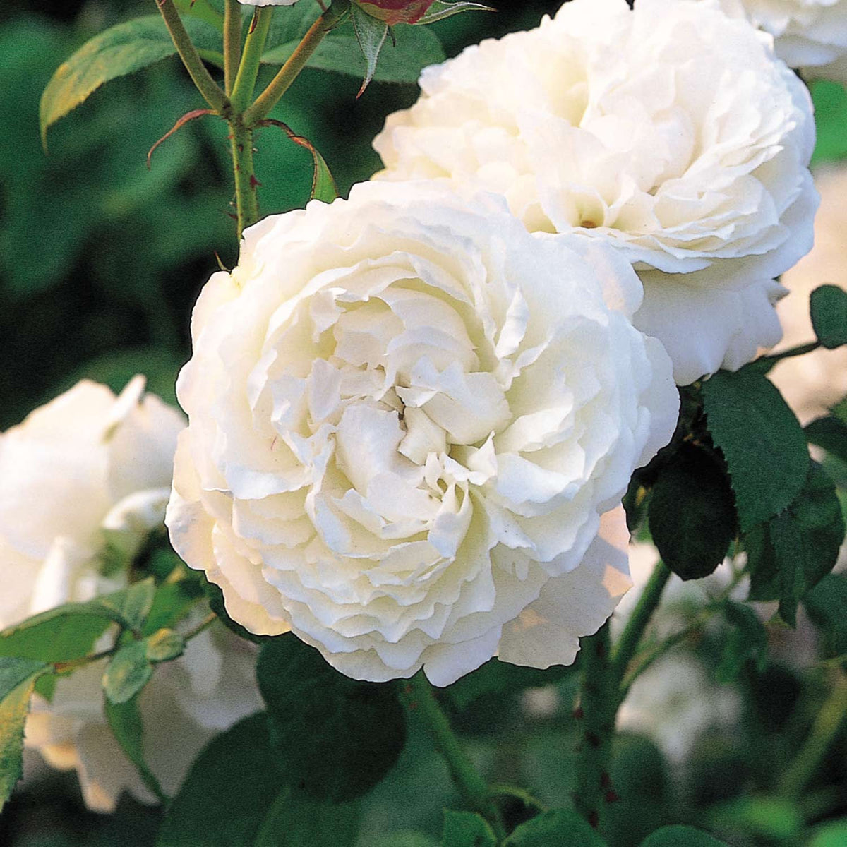 David Austin-Rose 'Winchester Cathedral®'