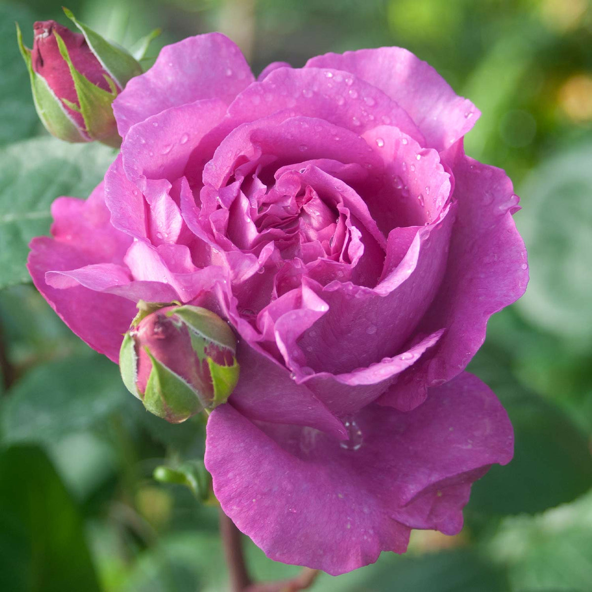 Duftende romantische Rose 'Chartreuse de Parme'