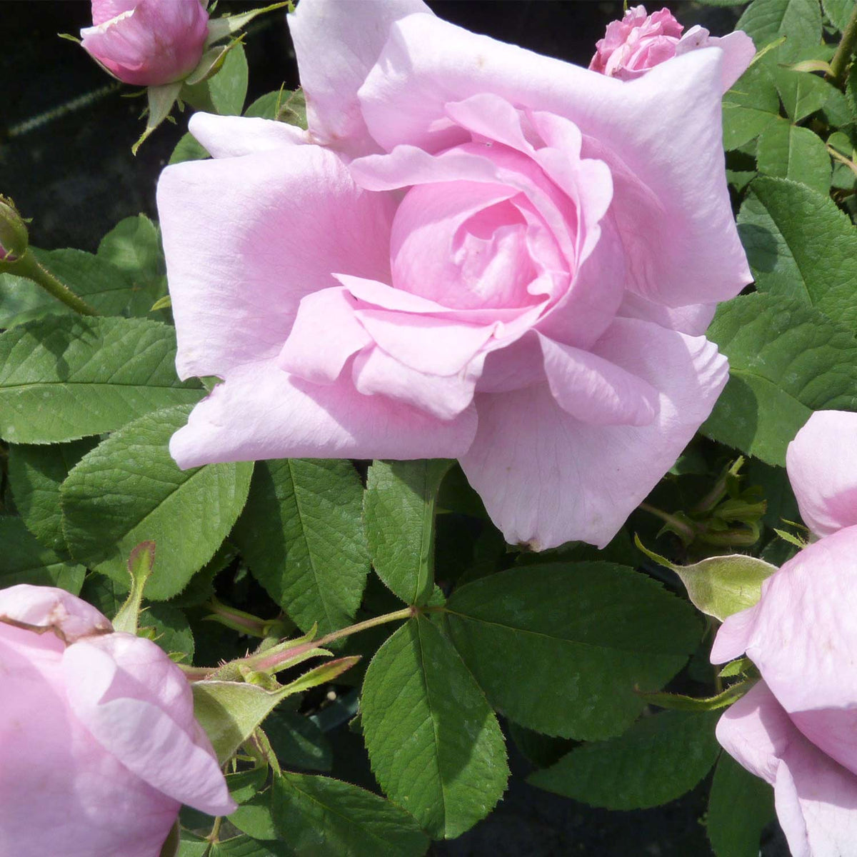 Historische Rose 'Comte de Chambord'