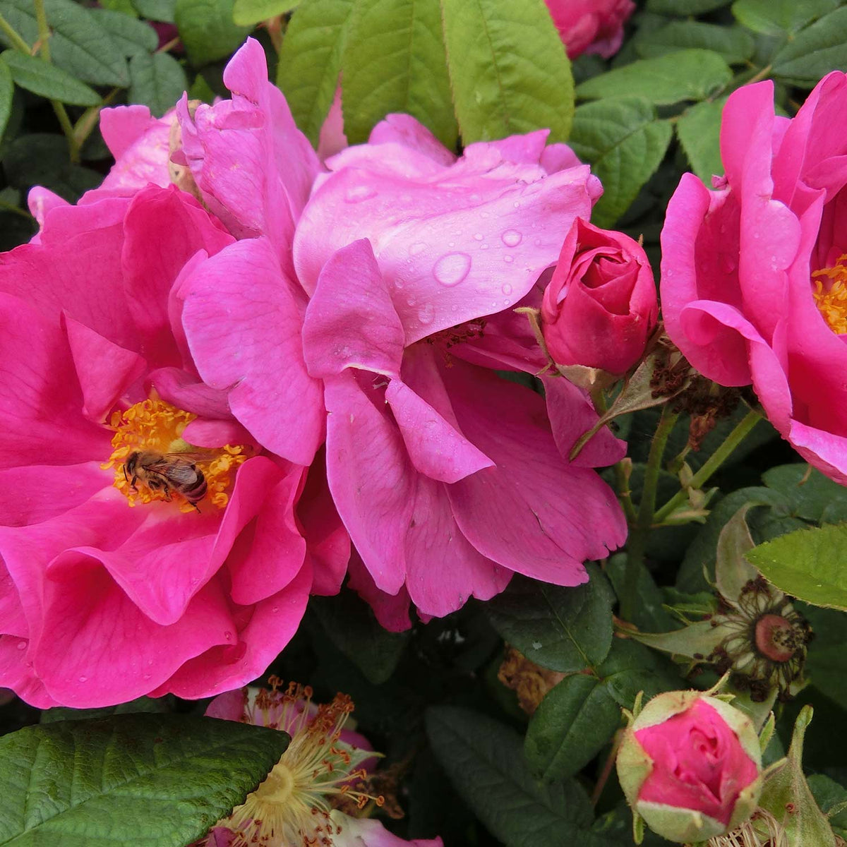 Historische Rose 'Gallica Officinalis'