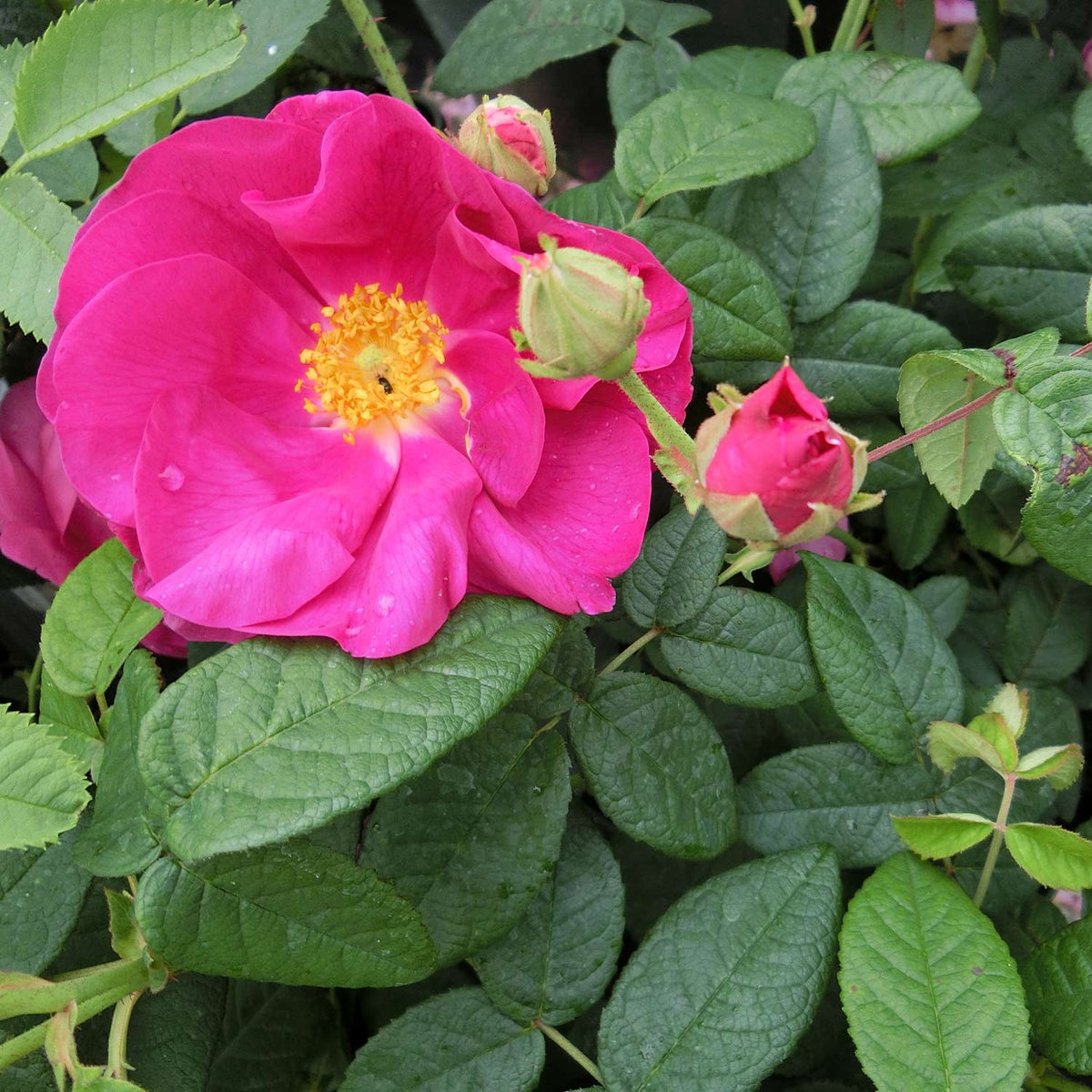 Historische Rose 'Gallica Officinalis'