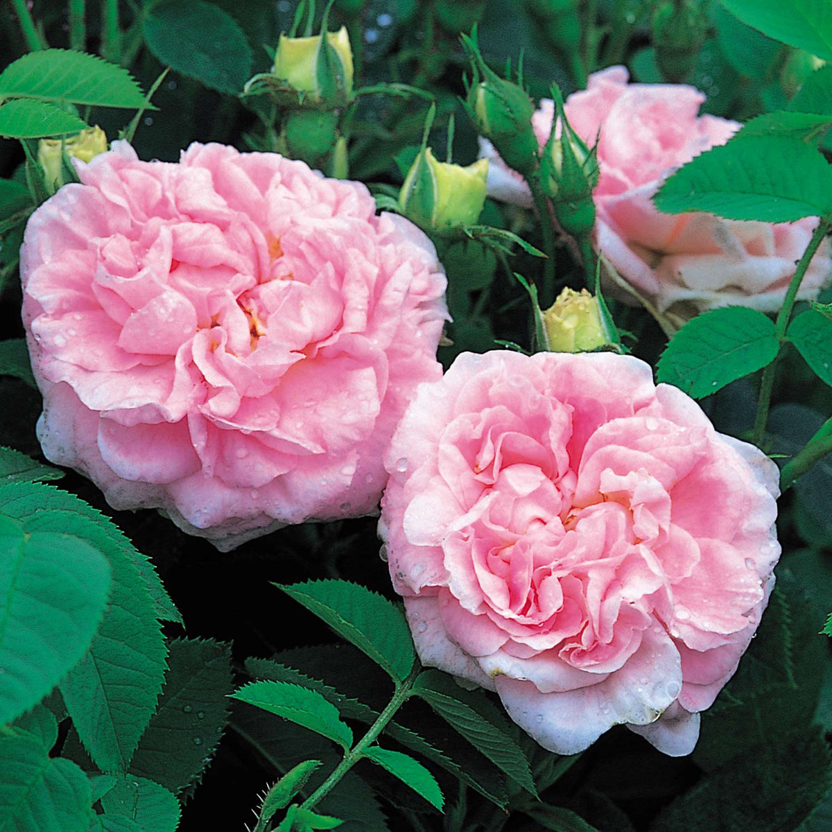 Historische Rose 'Maiden's Blush'