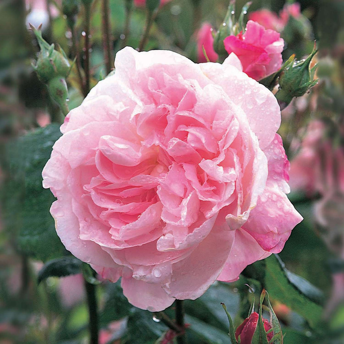 Historische Rose 'Fantin Latour'