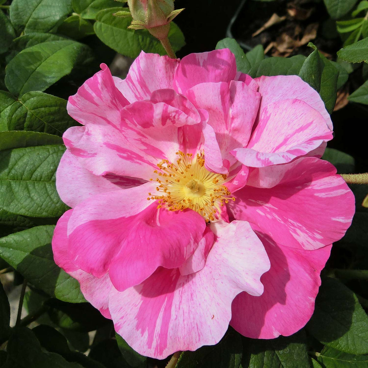 Historische Wildrose 'Rosa gallica Versicolor'