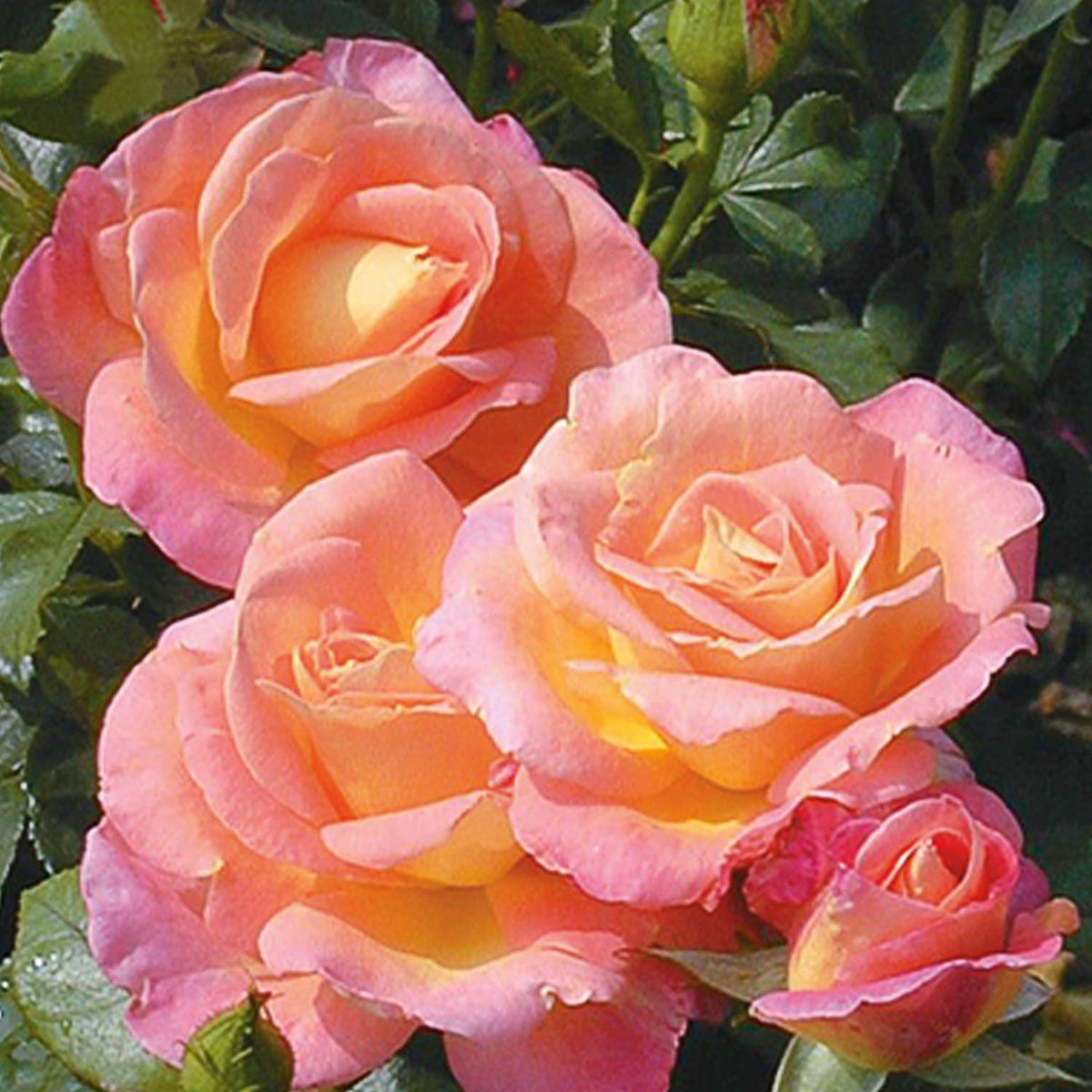 Edelrose 'Inspiration' ADR-Rose