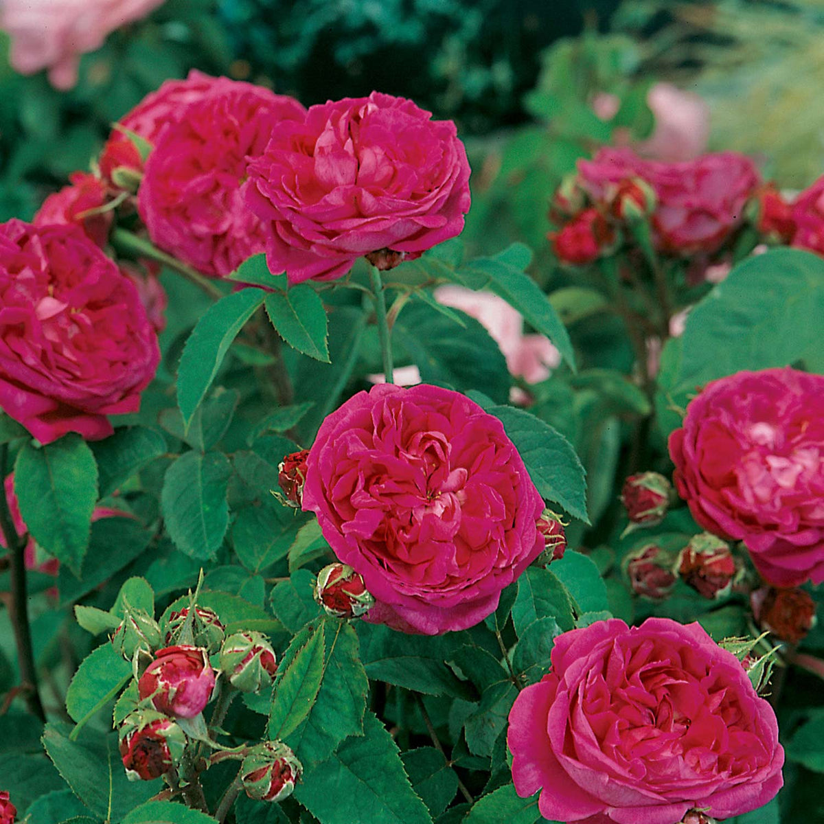 Historische Rose 'Reine de Violettes'