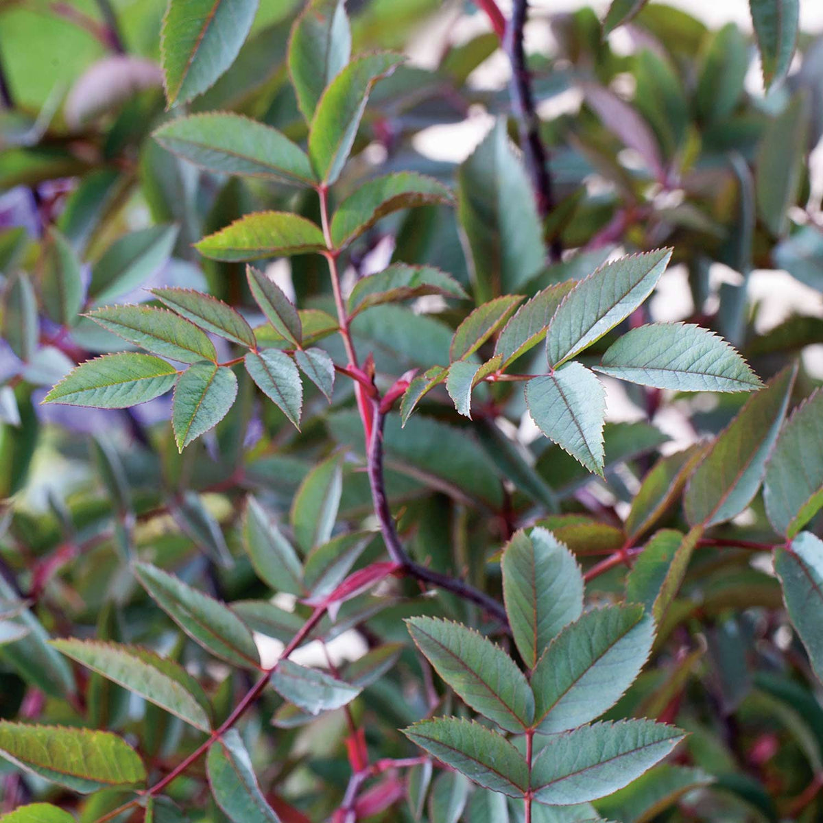 Hechtrose - Rotblättrige Wildrose